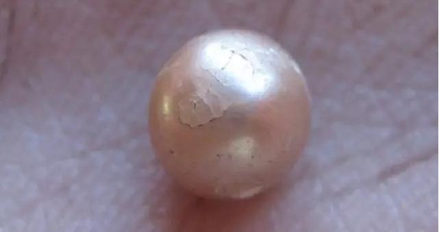 澳大利亚发现天然罕见珍珠
