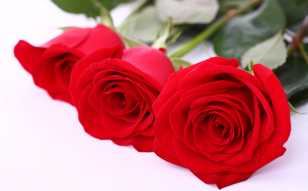 婚礼鲜花——红玫瑰