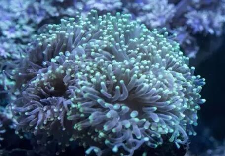 珊瑚的种类和分级