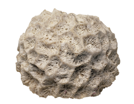 你知道什么是珊瑚石吗?