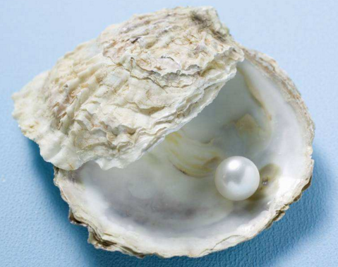 淡水白色珍珠