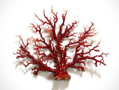 红珊瑚原枝