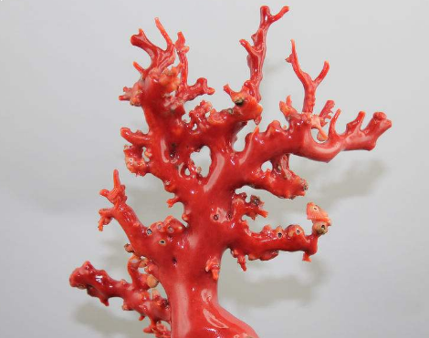 红珊瑚原枝