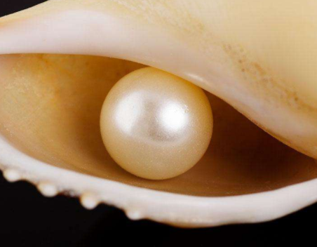 什么是海螺珍珠