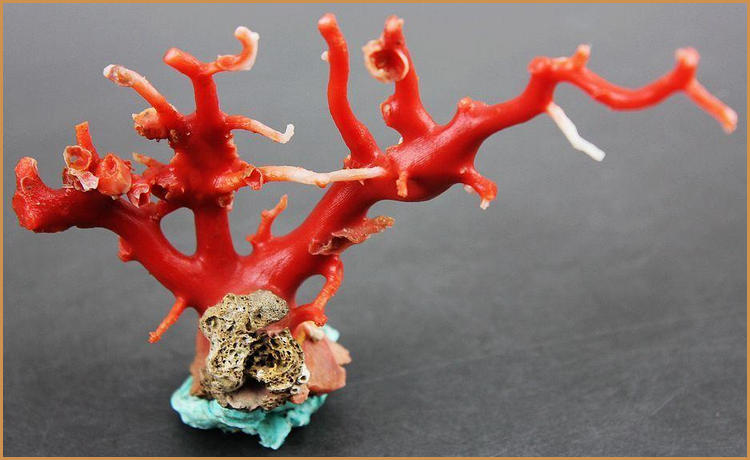 什么是原枝红珊瑚