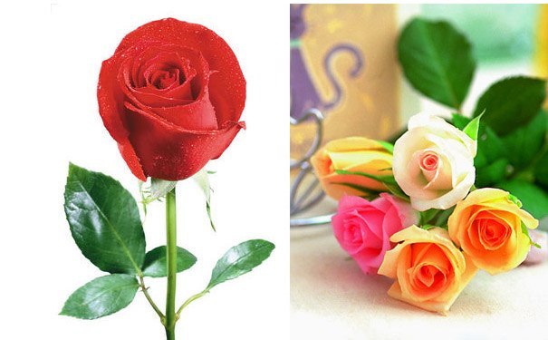 玫瑰花花语大全